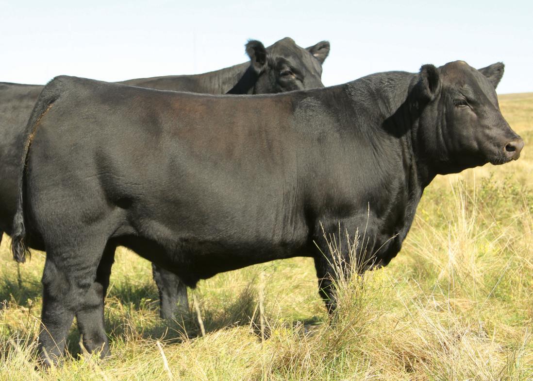 Beef Bull 014AN00355 S A V 707 Rito 9969