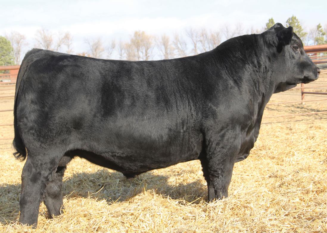 Beef Bull 014AN00406 S A V Registry 2831