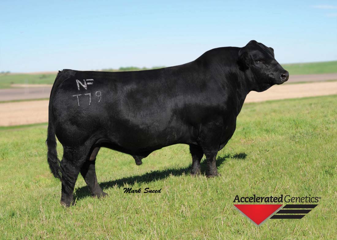 Beef Bull 014SM03052 NICHOLS MANIFEST T79