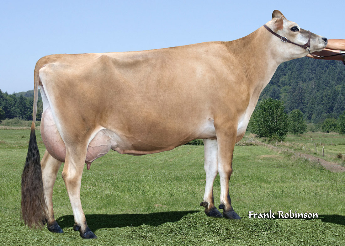 Dairy Bull 014JE00582 Sun Valley Renegade HardwoodET