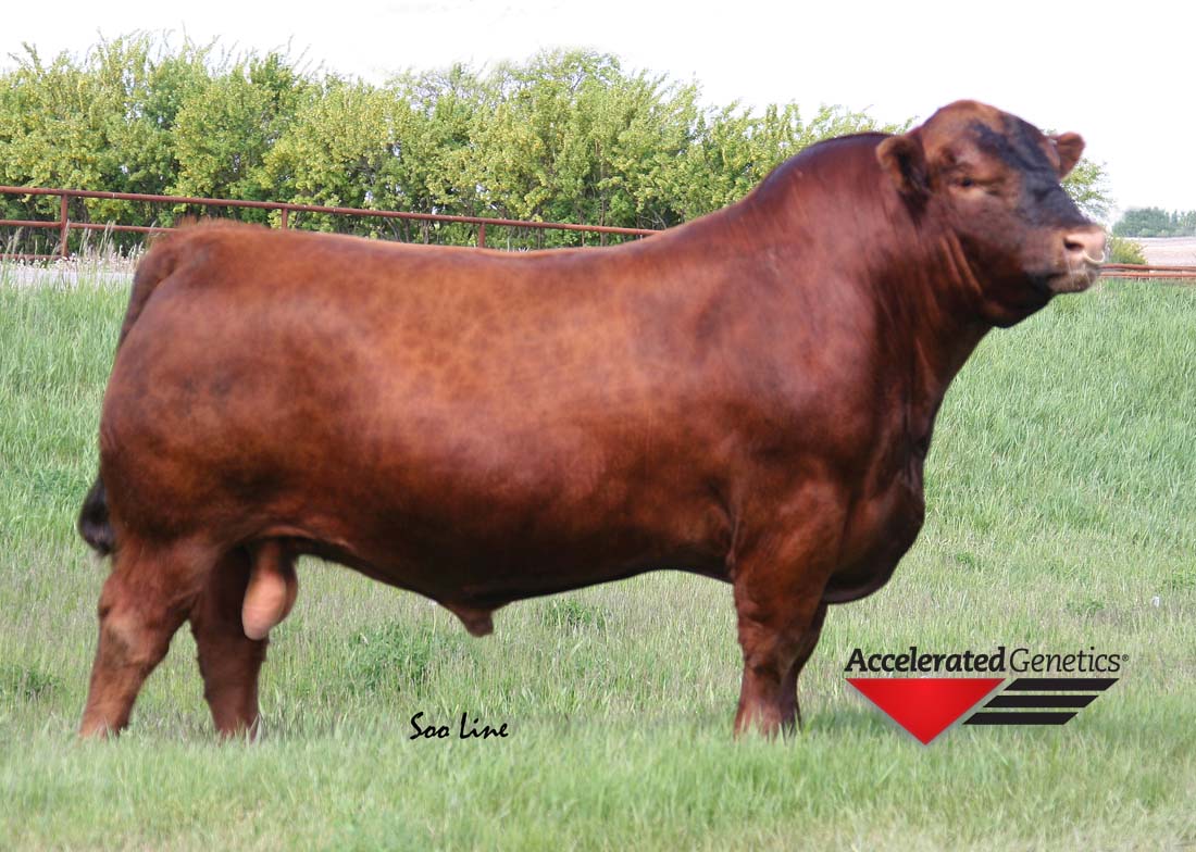 Beef Bull 014AR02057 RED SOO LINE MOMENTUM 7051