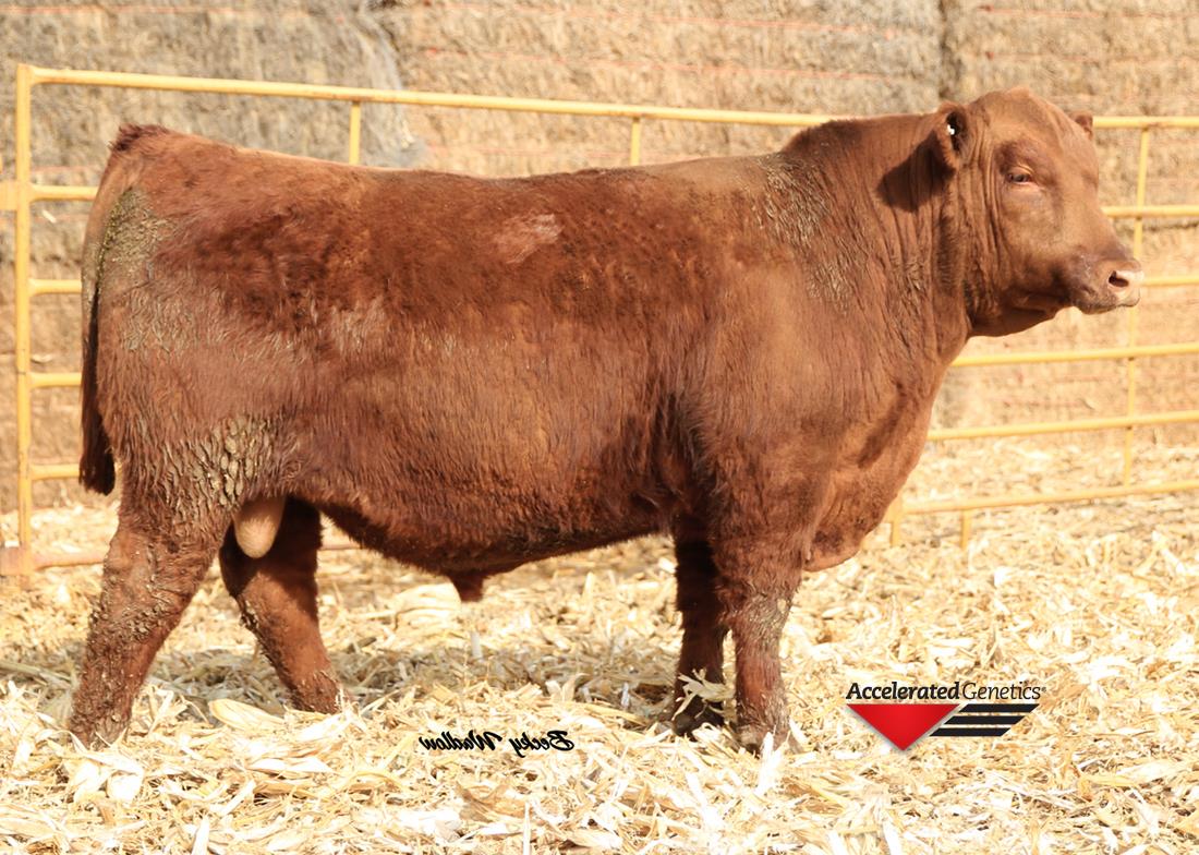 Bieber Red Angus Ranch Leola, South Dakota